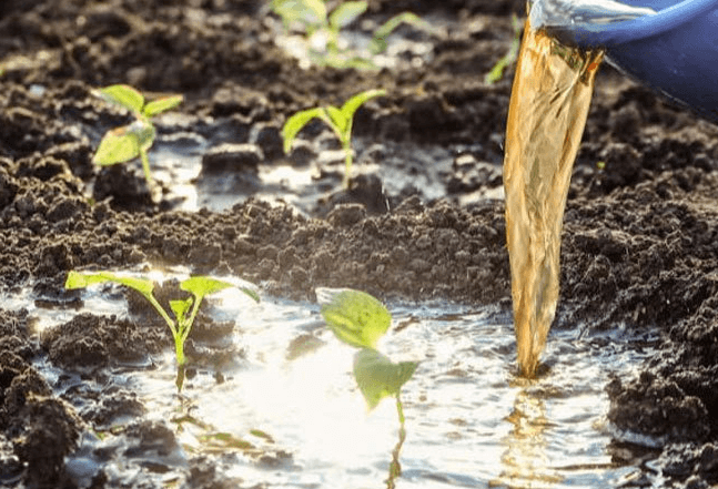 <a href=http://m.54hw.com/mcy/ target=_blank class=infotextkey>木醋液</a>對農作物改良土壤圖